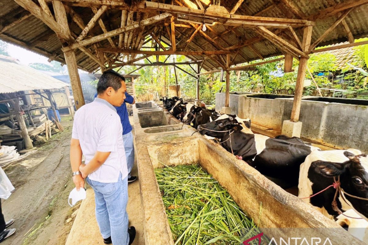 Lebih 3.000 sapi di Lumajang terkena PMK