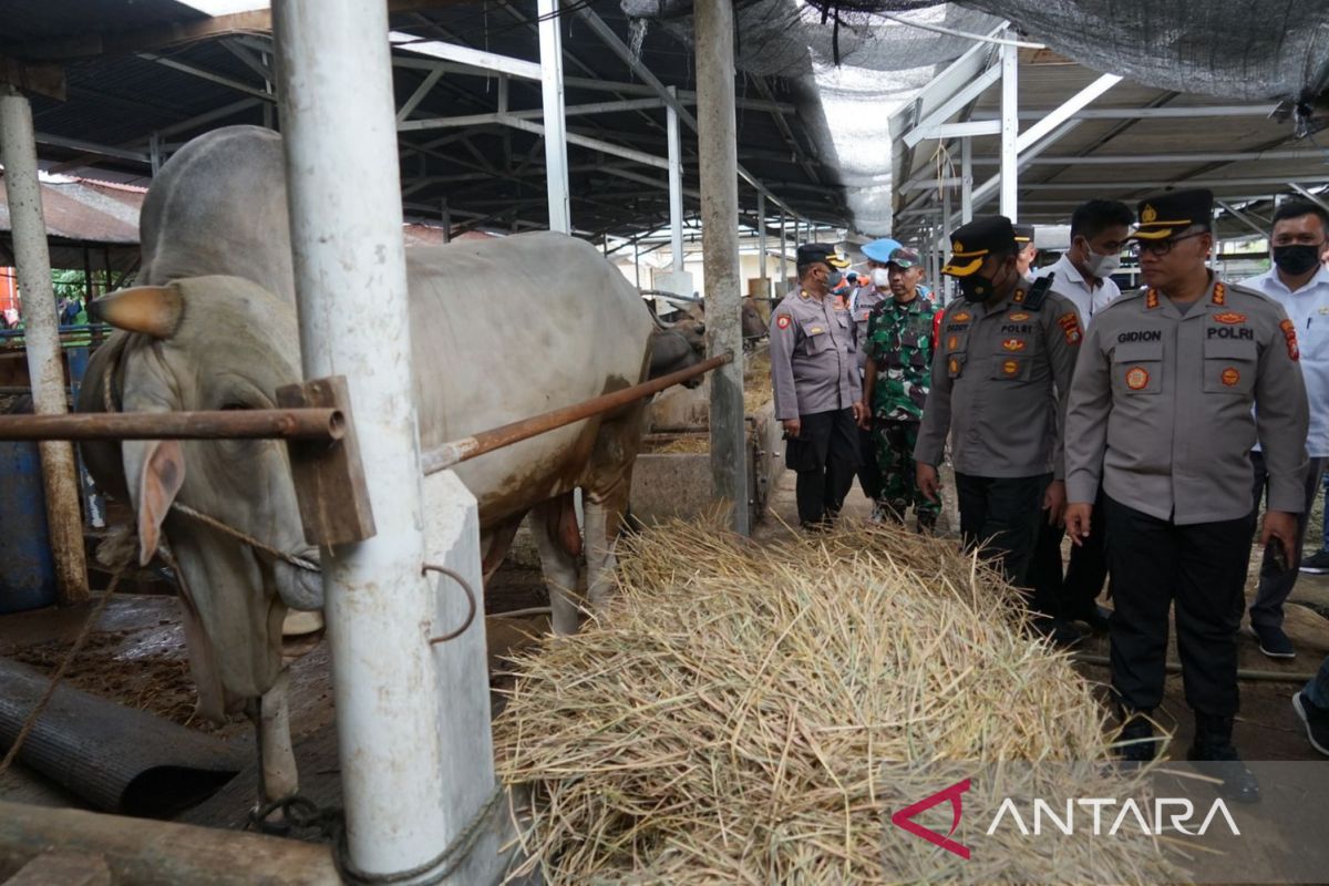 Pantau stok hewan kurban, Kapolres Bekasi kunjungi peternakan sapi