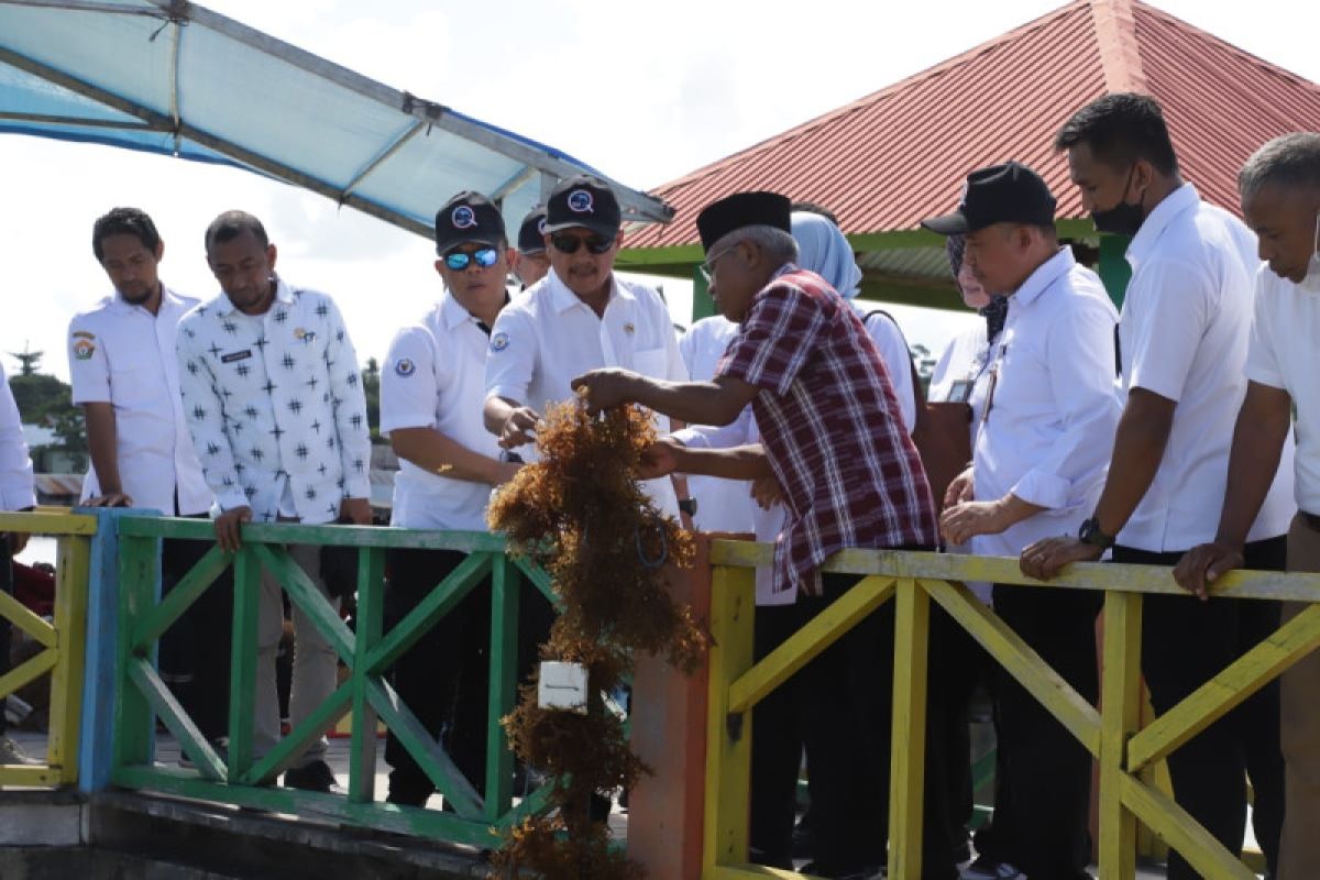Hari Laut Sedunia, Menteri Trenggono genjot produktivitas rumput laut di Wakatobi
