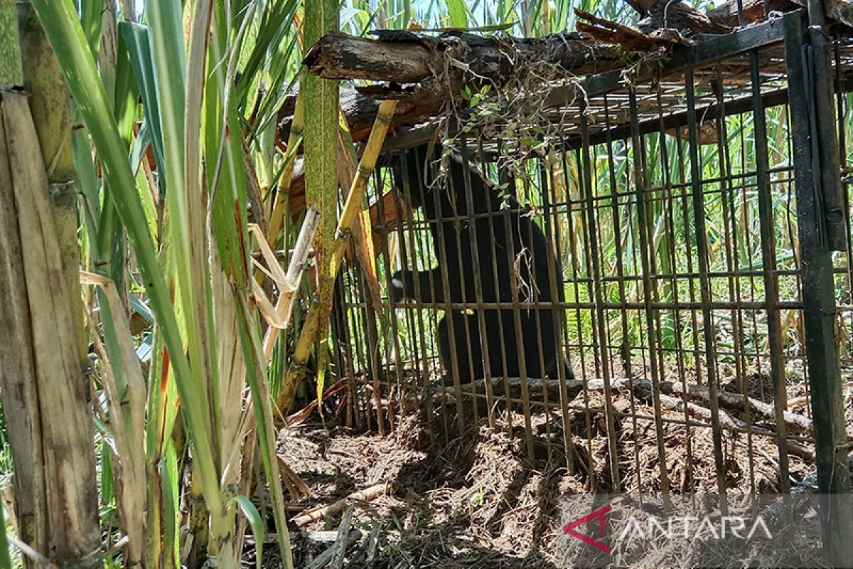 Resor KSDA Maninjau selamatkan tujuh satwa langka dilindungi