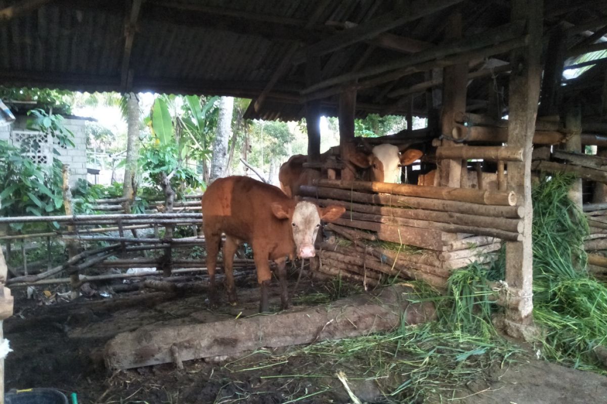 Di Lombok Tengah, belasan anak sapi mati terdampak wabah PMK