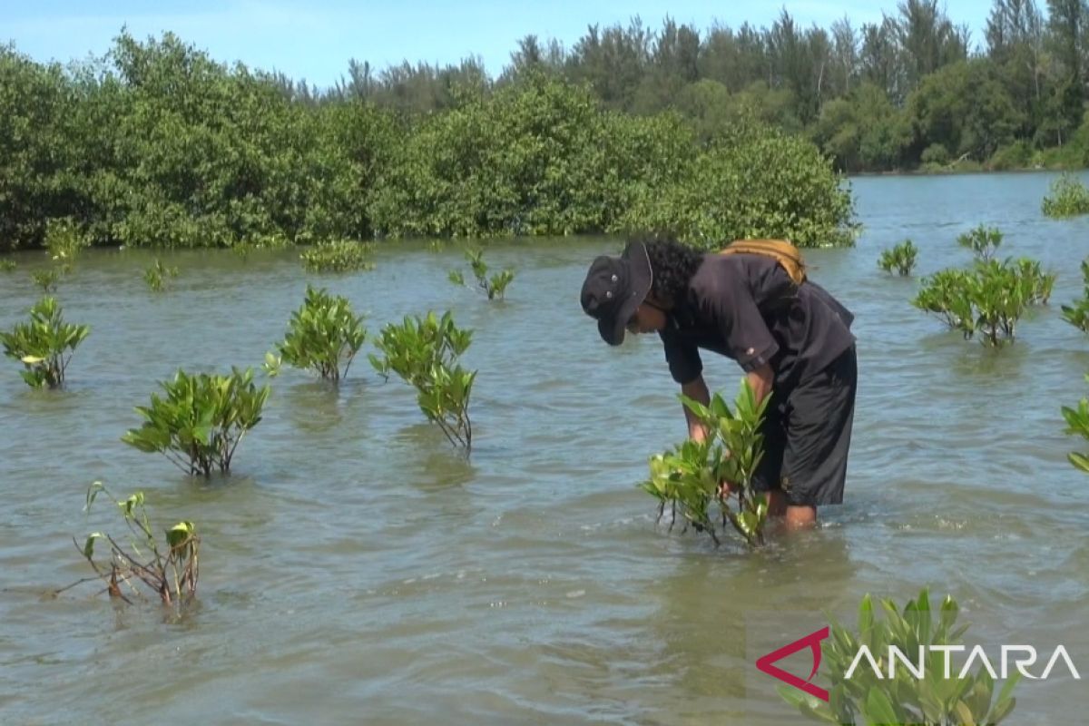 Pemuda Bengkulu bangun edukasi ekowisata mangrove