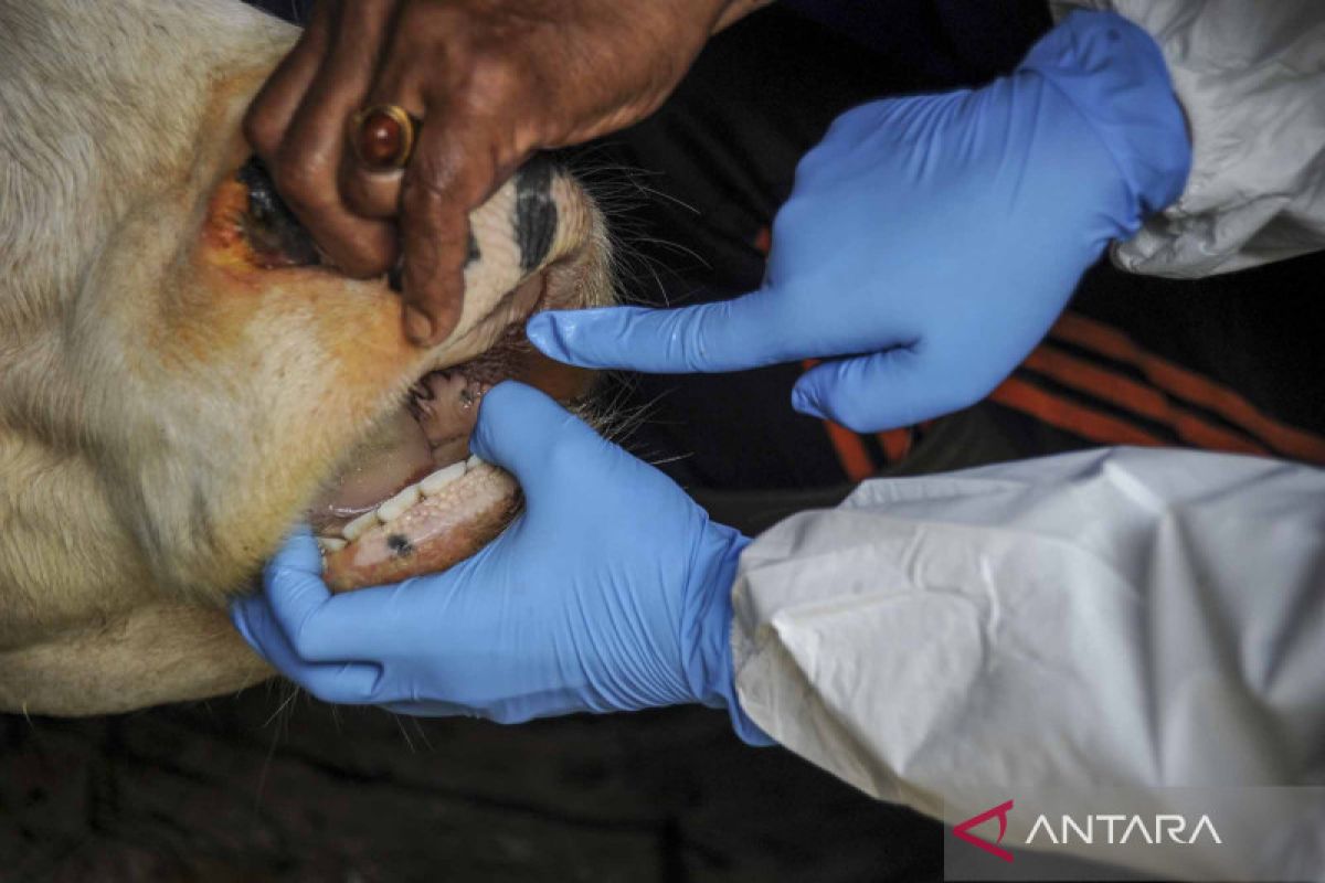 Belum ditemukan hewan kurban terinfeksi PMK di Solok Selatan