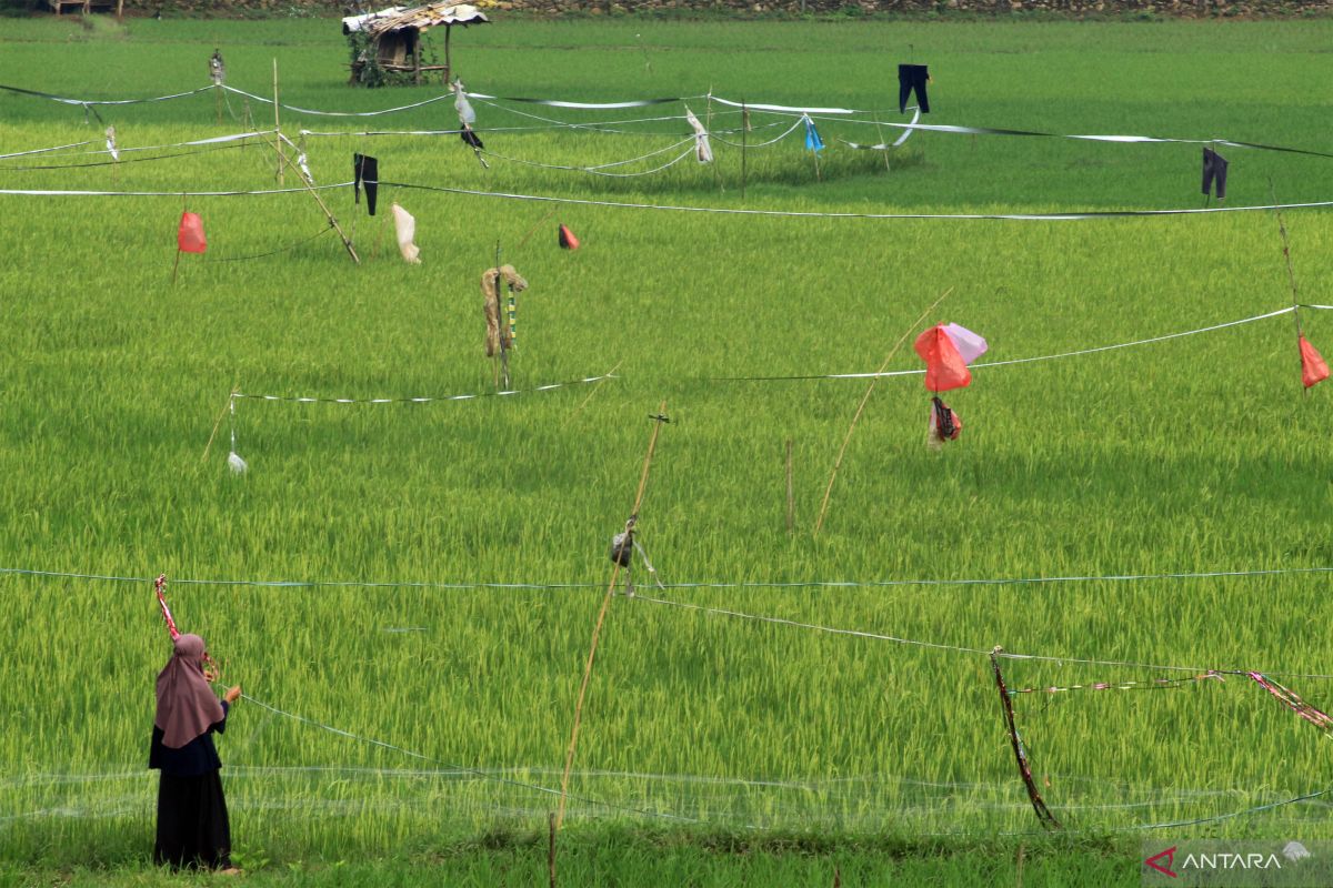 Belajar dari Korsel untuk "Kwichon" hijrah ke desa jadi petani