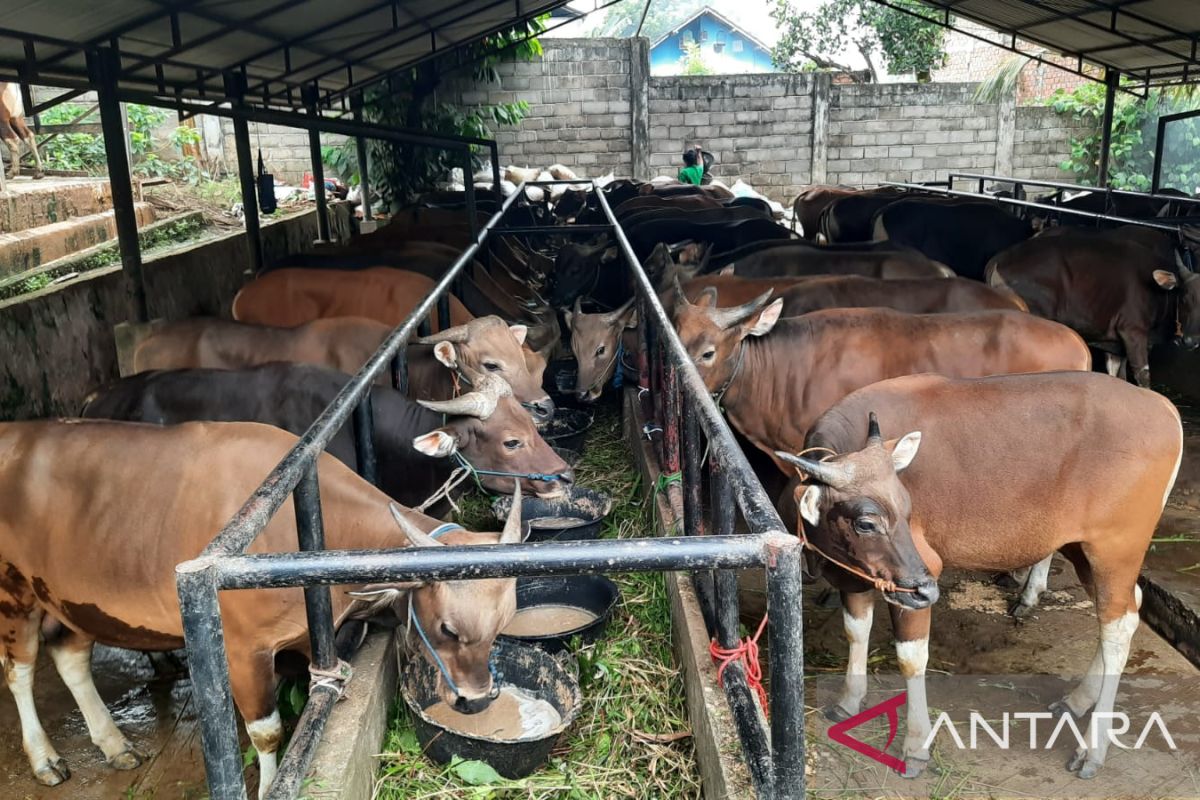 Harga sapi di Jambi rata-rata naik Rp2 juta per ekor akibat PMK