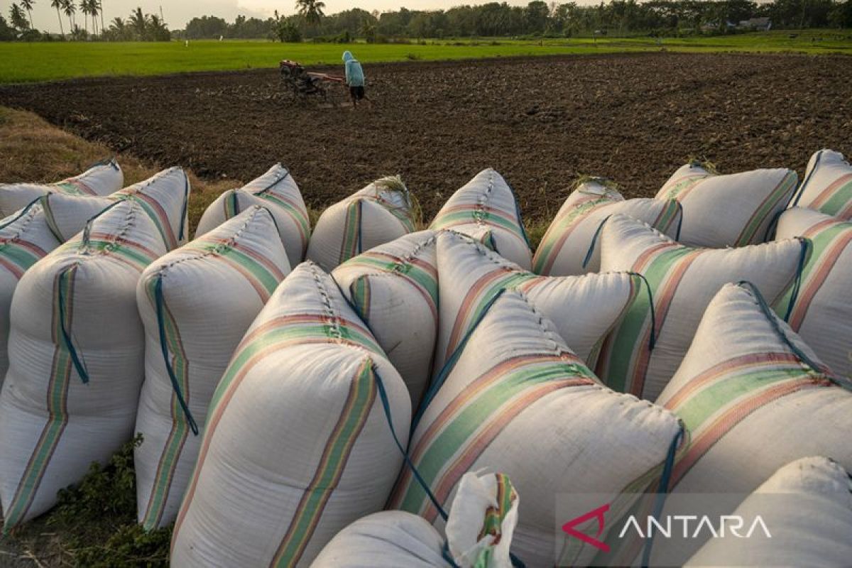 CIPS: perlu reformasi kebijakan pertanian cegah krisis pangan