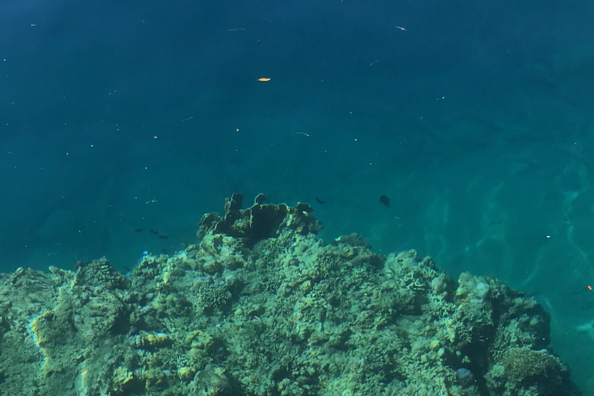 Aktivis: pengawasan kelestarian terumbu karang di Maluku sangat kurang