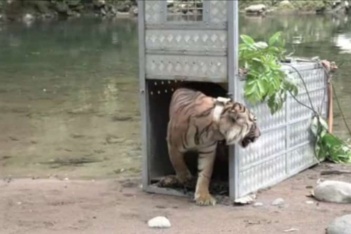 Dua harimau sumatera dilepasliarkan BBKSDA Sumut-BBTNKS di Jambi