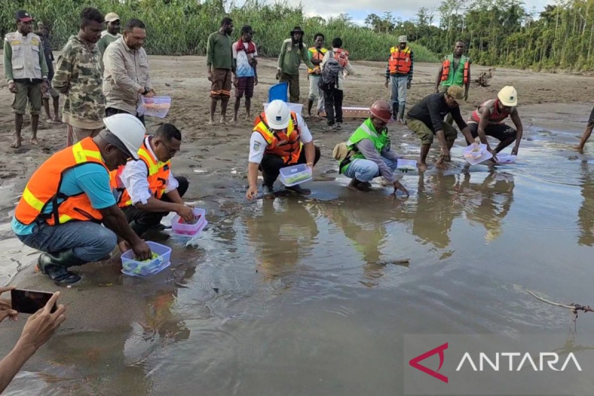 161 labi-labi moncong babi dan dua kasuari dilepas ke hutan Timika