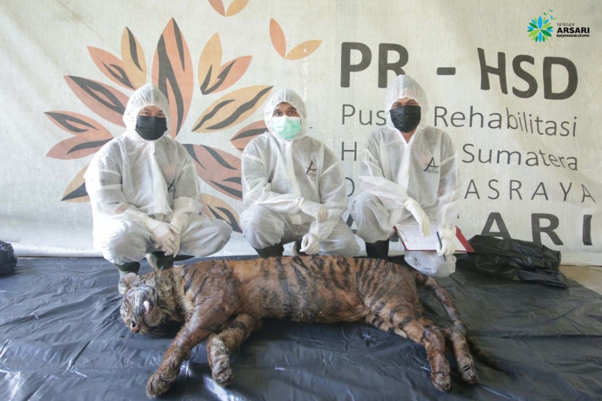 Harimau Sumatera asal Agam mati akibat sakit dalam proses rehabilitasi
