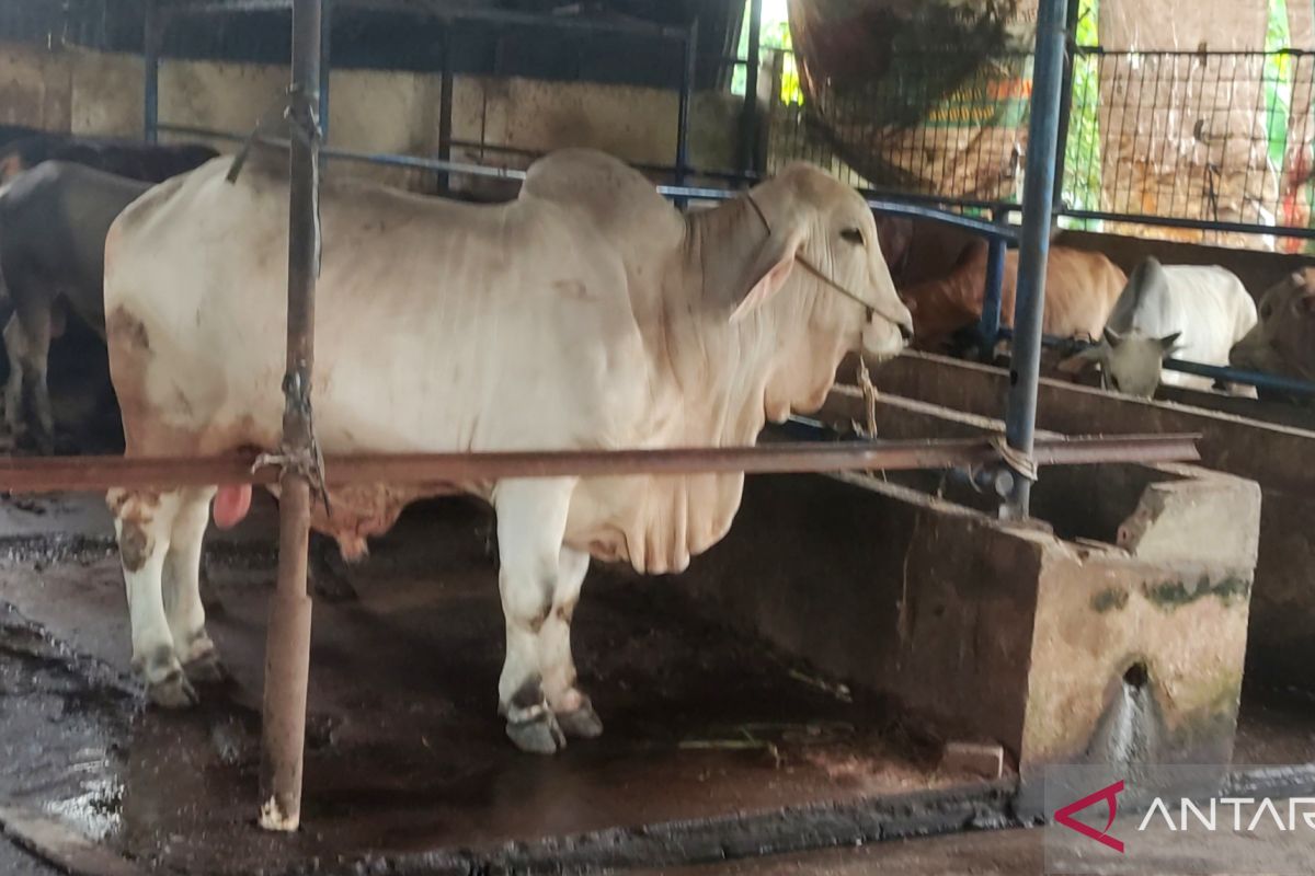 Sapi ternak yang sakit di Palembang  harus dikarantina