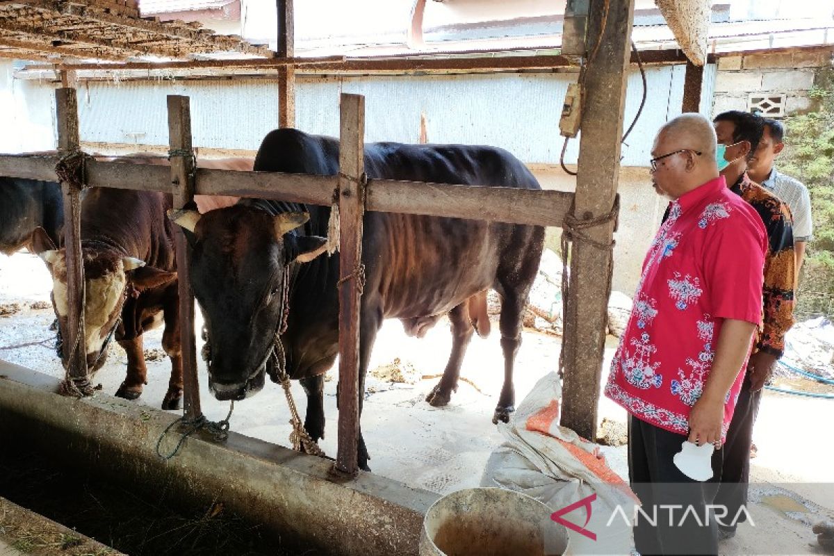 DTPHP persiapkan sapi kurban presiden untuk Idul Adha di Kalteng
