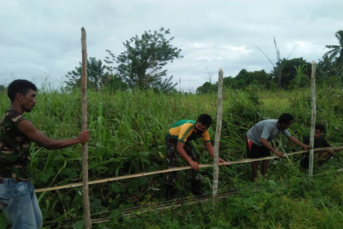 Petani lokal pasok sebagian besar kebutuhan tomat di pasar Ternate