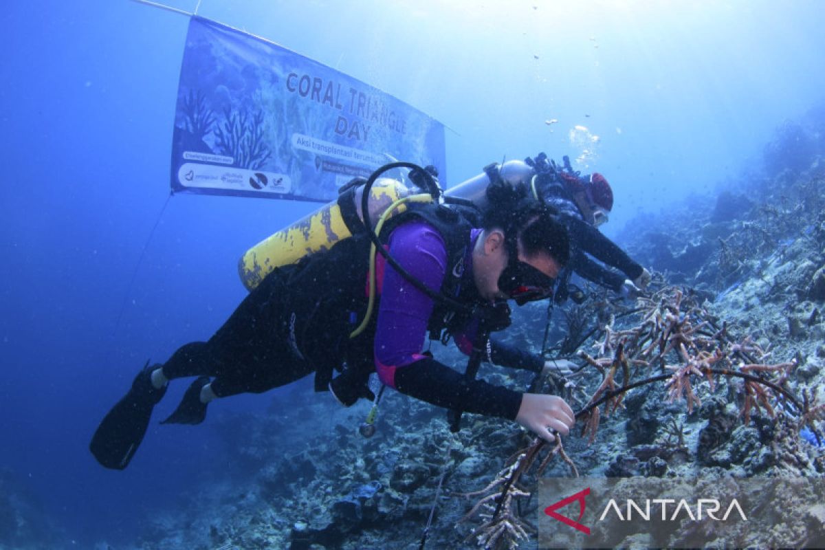 Aksi transplantasi terumbu karang warnai Coral Triangle Day di Maluku