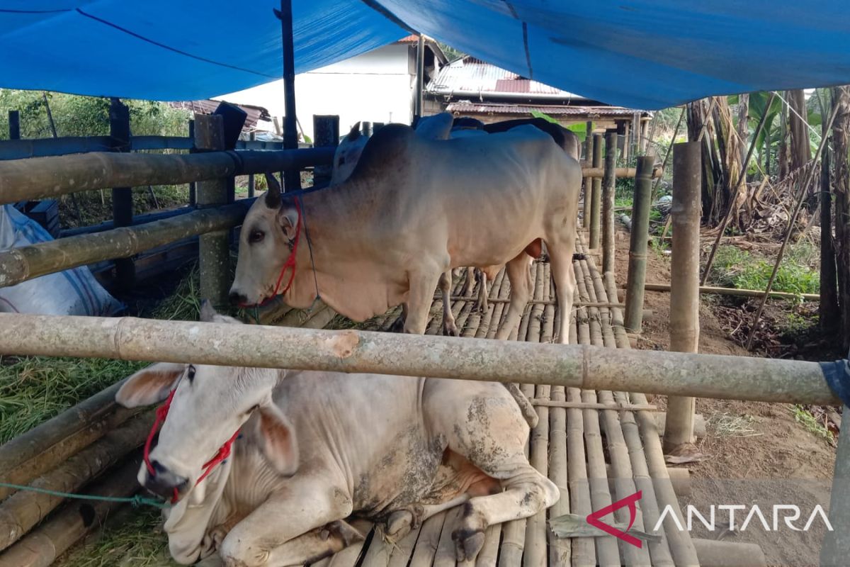 Dinas Pertanian Agam ingatkan pengurus masjid-mushola jeli beli sapi kurban