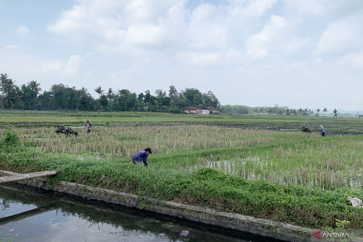 Pemkab Malang siapkan skema untuk tingkatkan produksi padi