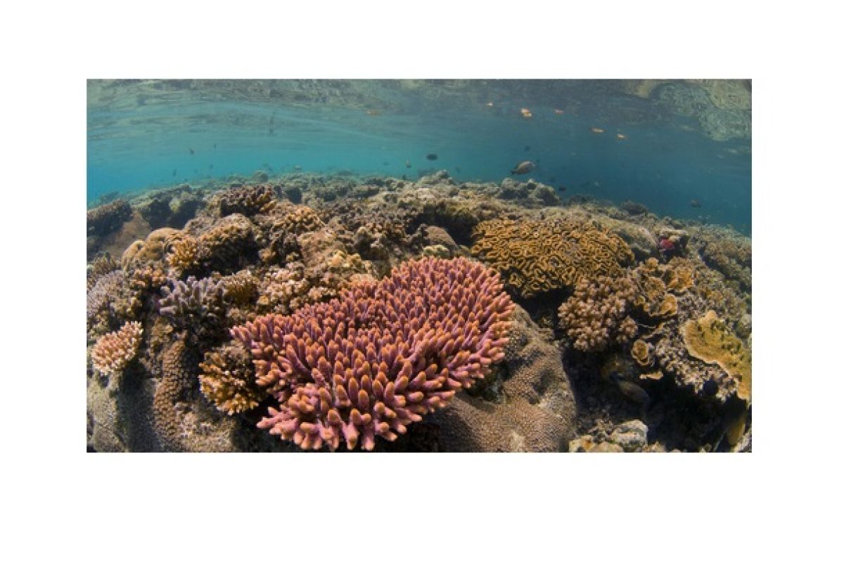Mary Kay Inc. highlights coral reef preservation on Coral Triangle Day 2022