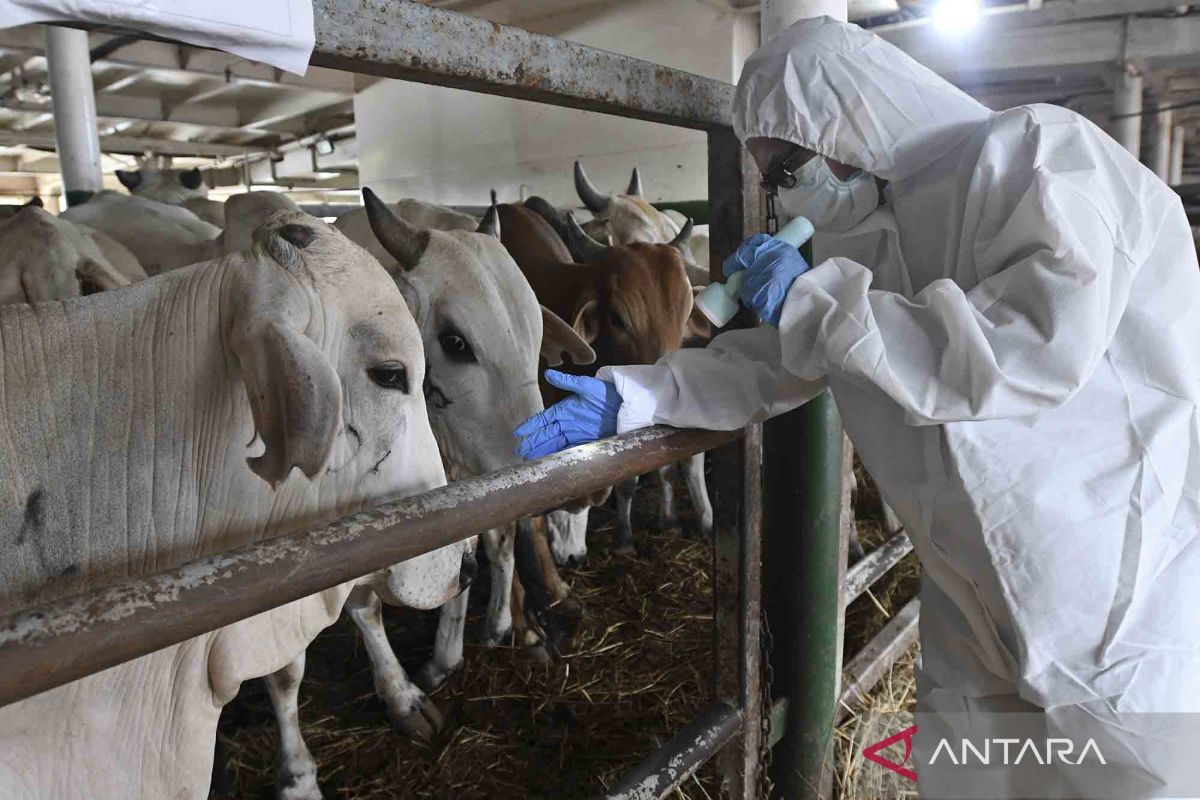 Penjual kurban diimbau semprotkan disinfektan ke pembeli