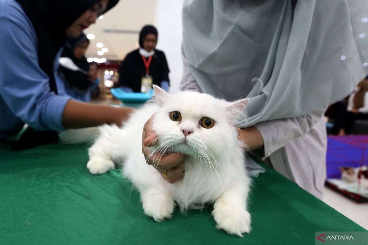 Cara merawat kucing dari bulu panjang sampai kucing rumahan