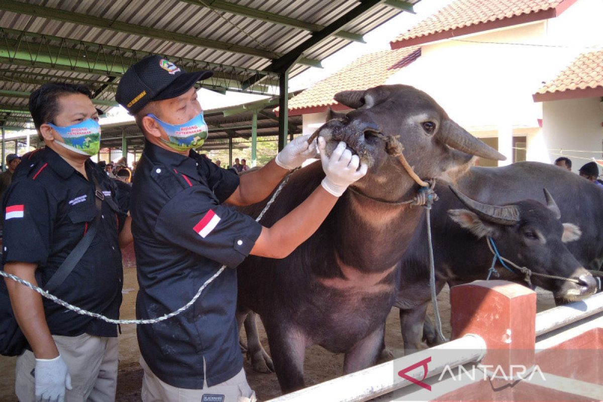 Ganjar minta aktifkan pos pengawasan ternak antisipasi penyebaran PMK