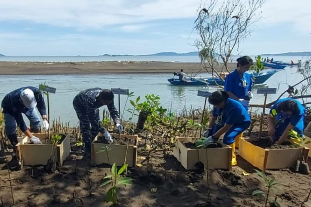 Lantamal VIII prakarsai penanaman 7.000 mangrove di Maen