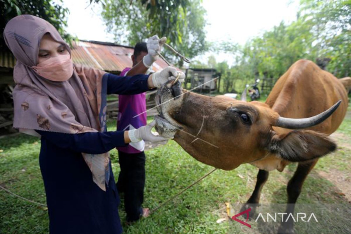 85 ekor hewan ternak di Aceh Besar terserang penyakit mulut-kuku
