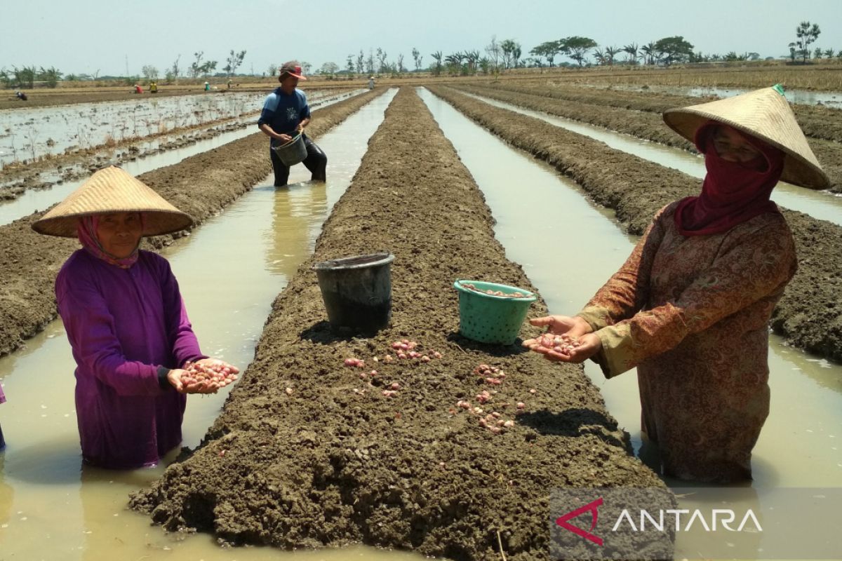 Kemarau basah, pertanian hortikultura di Kudus gagal panen