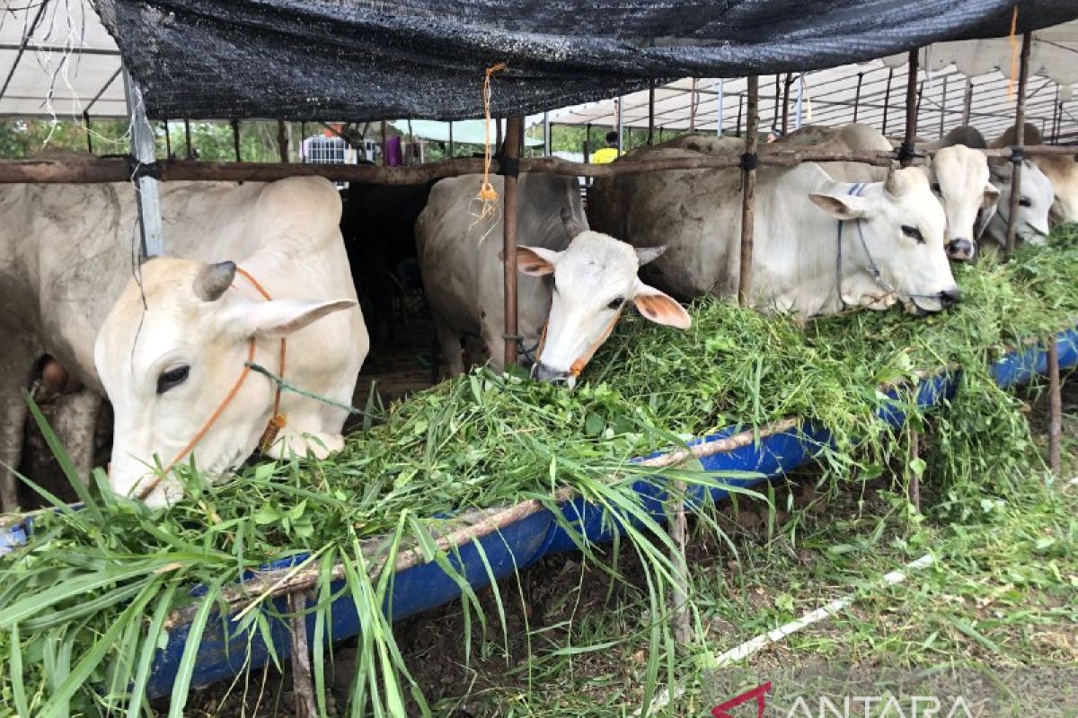 950 sapi dari Lampung akan  dipasok untuk kebutuhan Batam