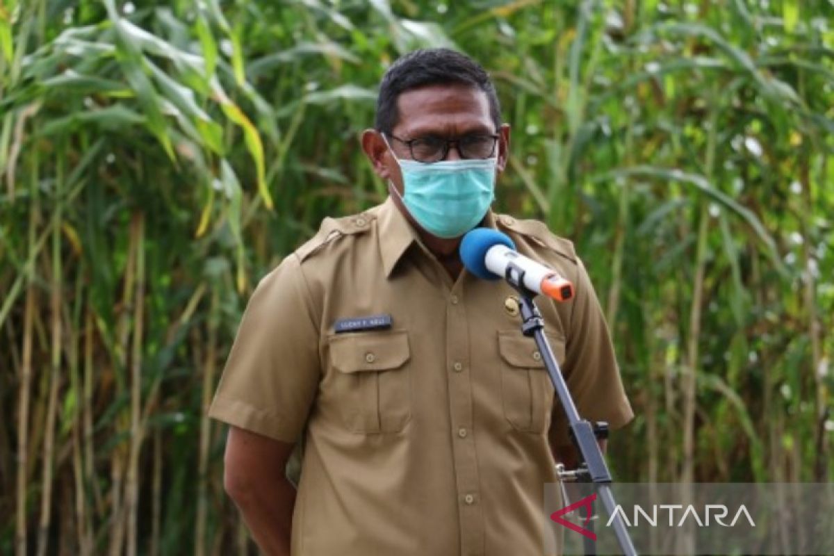 Distan NTT terus pantau dampak kemarau basah pada tanaman