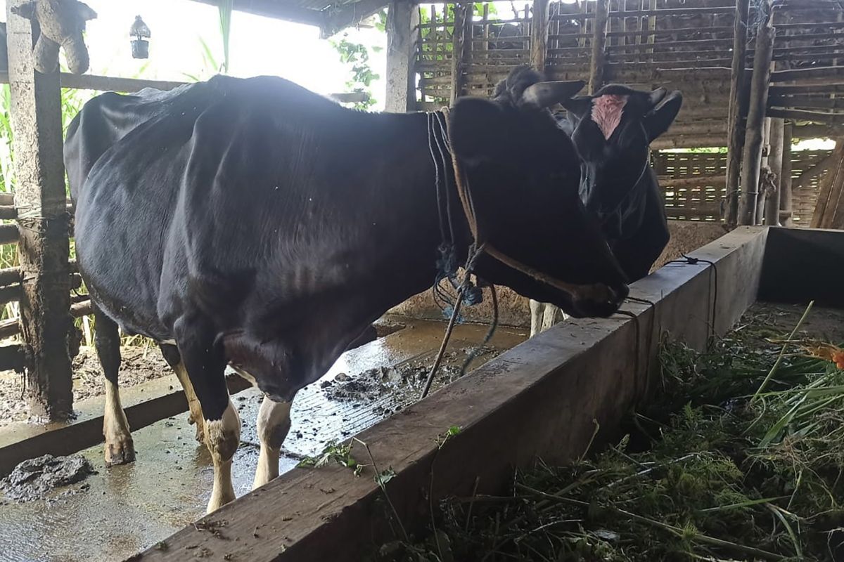 Lebih seribu ekor sapi di Kota Batu terserang PMK