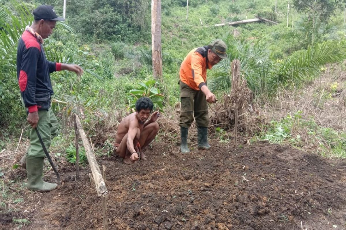 Pangan dari "tano behuma" Orang Rimba