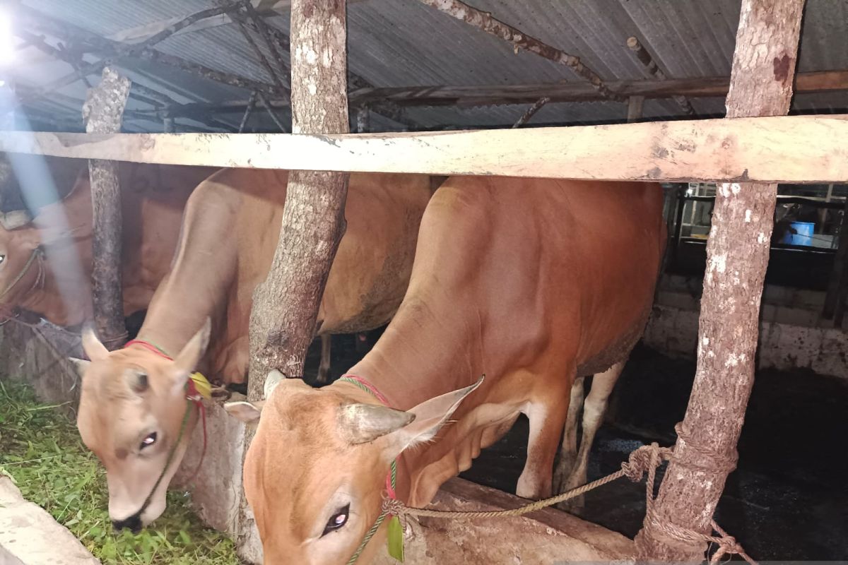 Persediaan sapi kurban di Bangka Tengah capai 500 ekor.