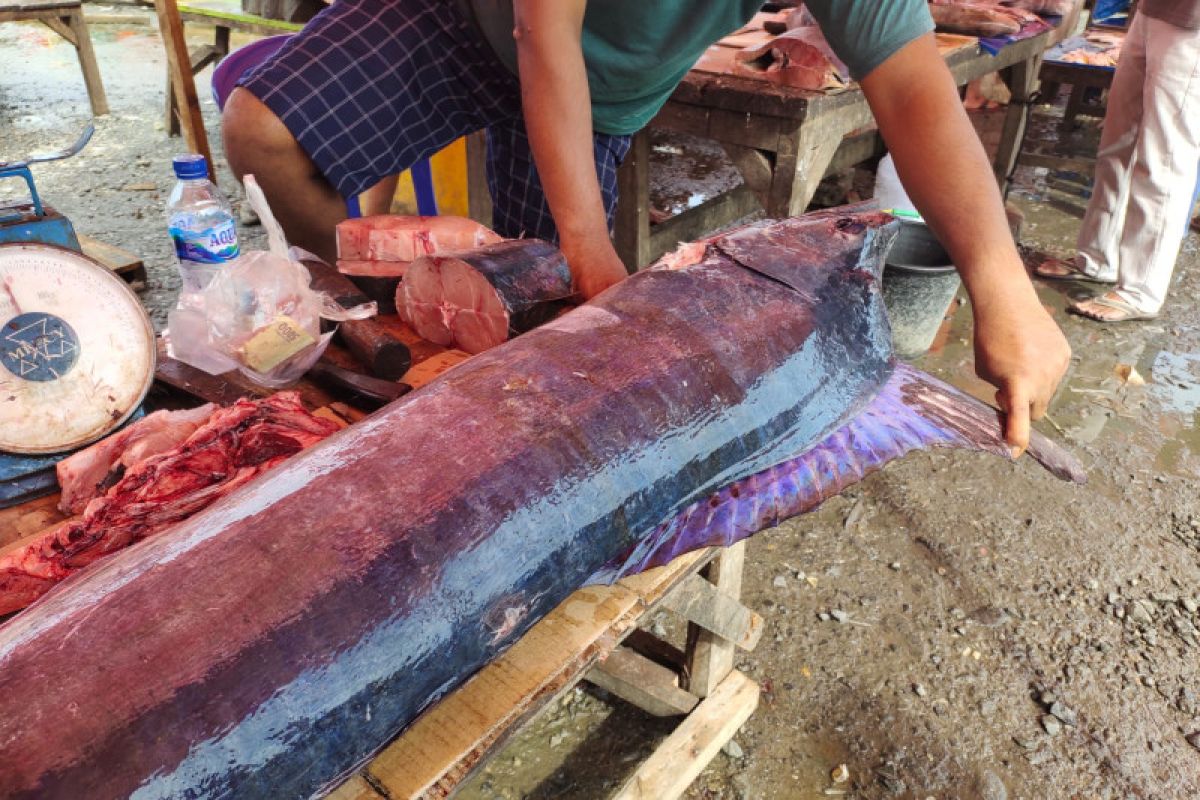 Harga ikan Blue Marlin di Pesisir Barat Rp65.000 perkilogram