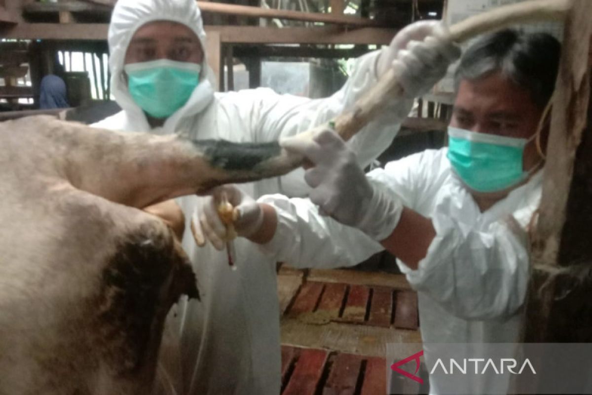 1.317 ternak bergejala PMK di Garut sembuh setelah diobati