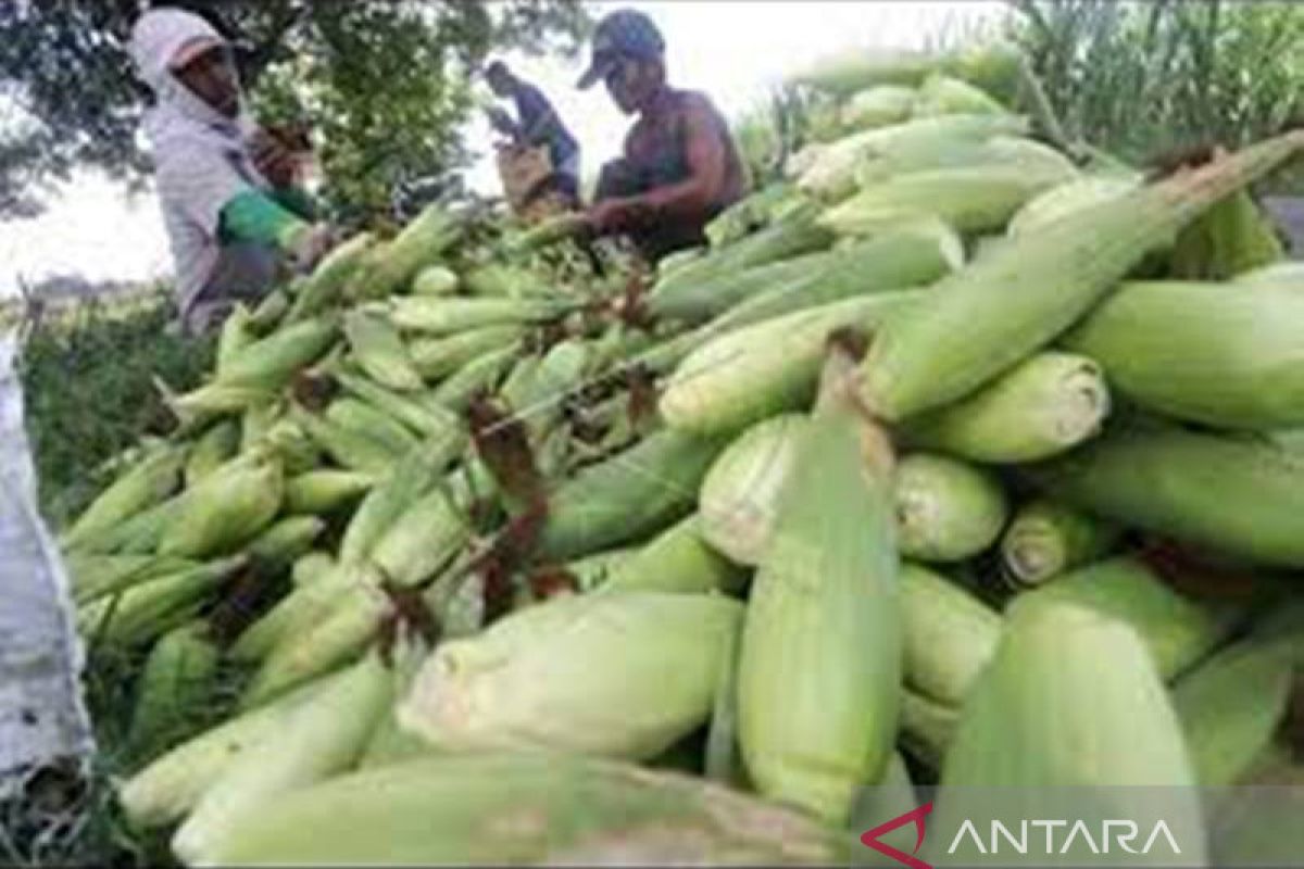 Riau akan tanam jagung pada 2.000 hektare lahan penuhi kebutuhan pangan pengganti beras