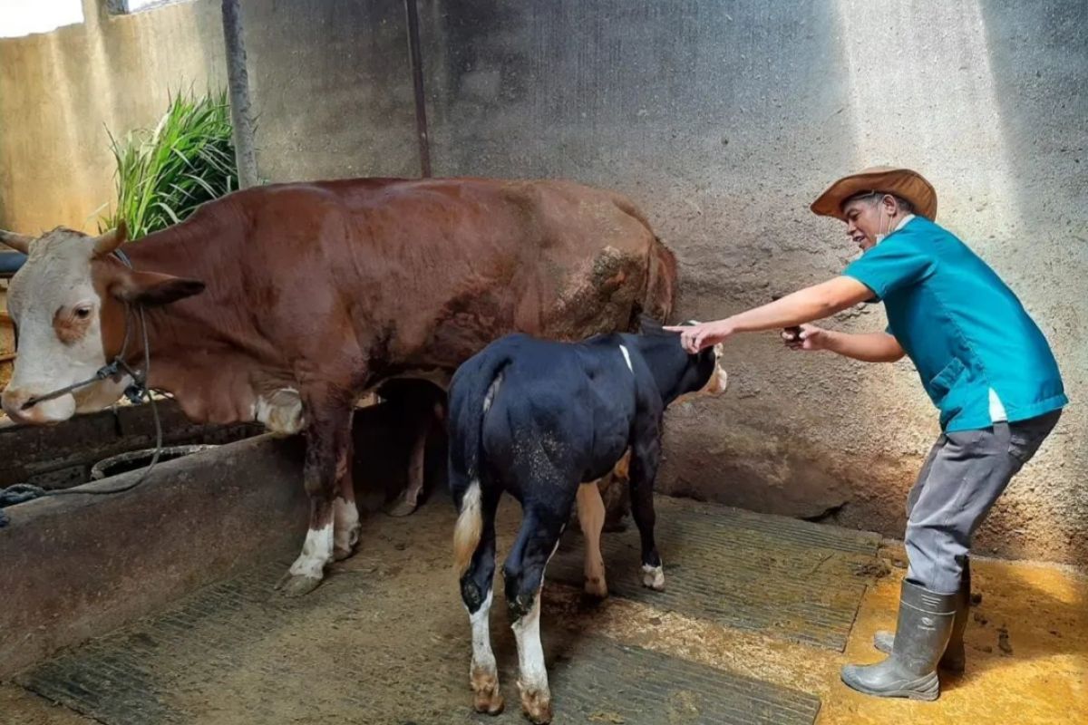 Puluhan ekor sapi di Kota Kediri sembuh dari PMK