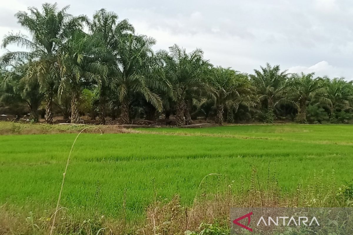 150 hektare  lahan pertanian di Kabupaten Penajam beralih jadi perkebunan sawit