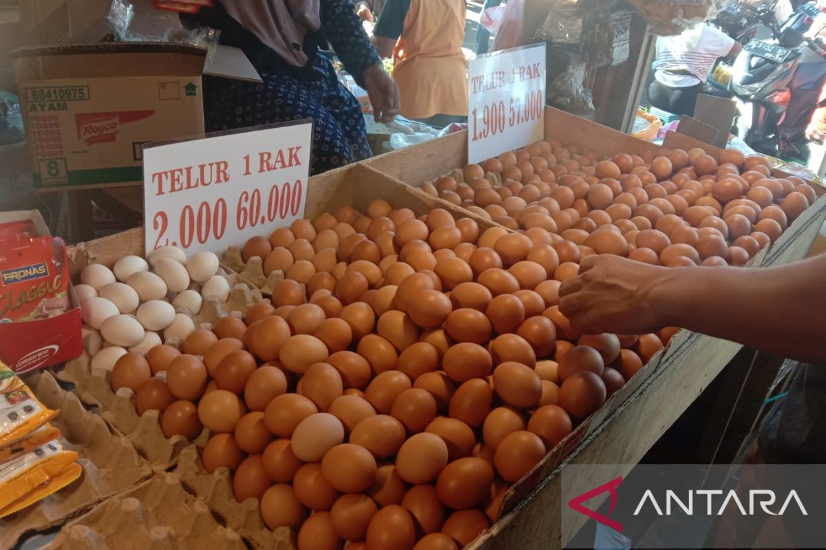 Disperindag Maluku: Harga telur ayam masih mahal, ini sebabnya