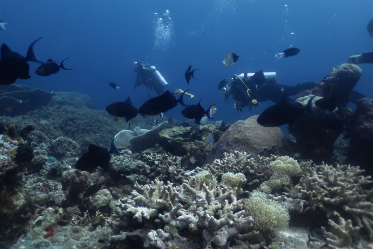 Kemenparekraf tingkatkan pemahaman sadar wisata pelaku wisata Wakatobi