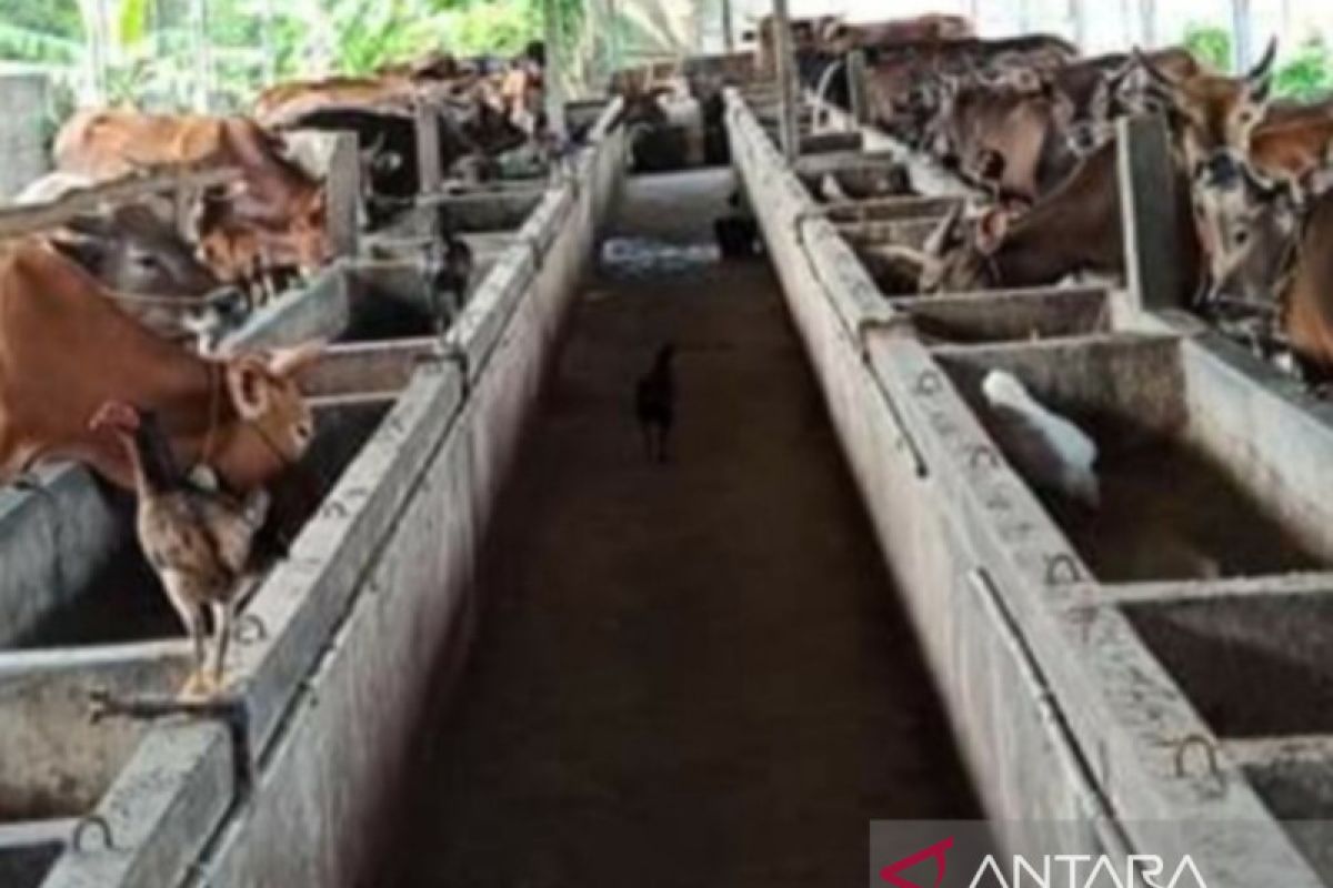 Kasus PMK hewan ternak di Sumsel mulai bisa dikendalikan