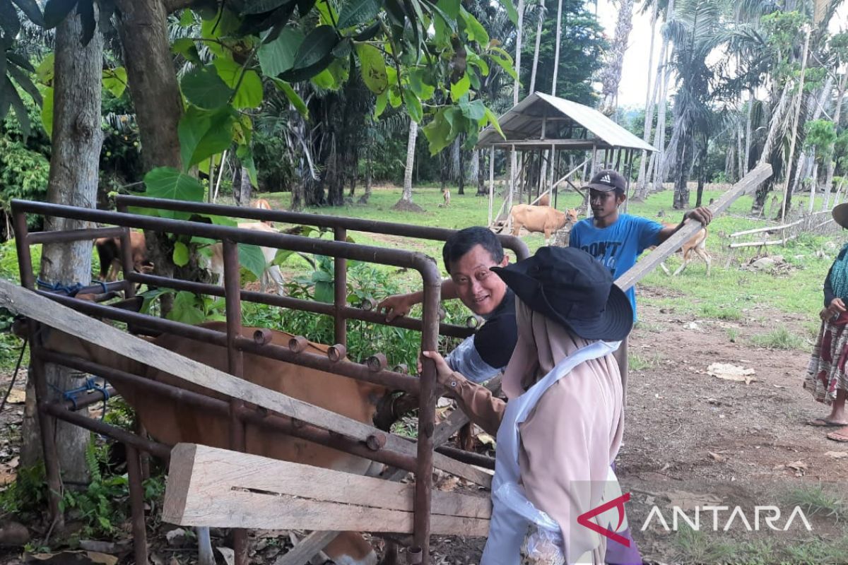 Disnakkeswan Gorontalo Utara beri pelayanan kesehatan ternak cegah PMK