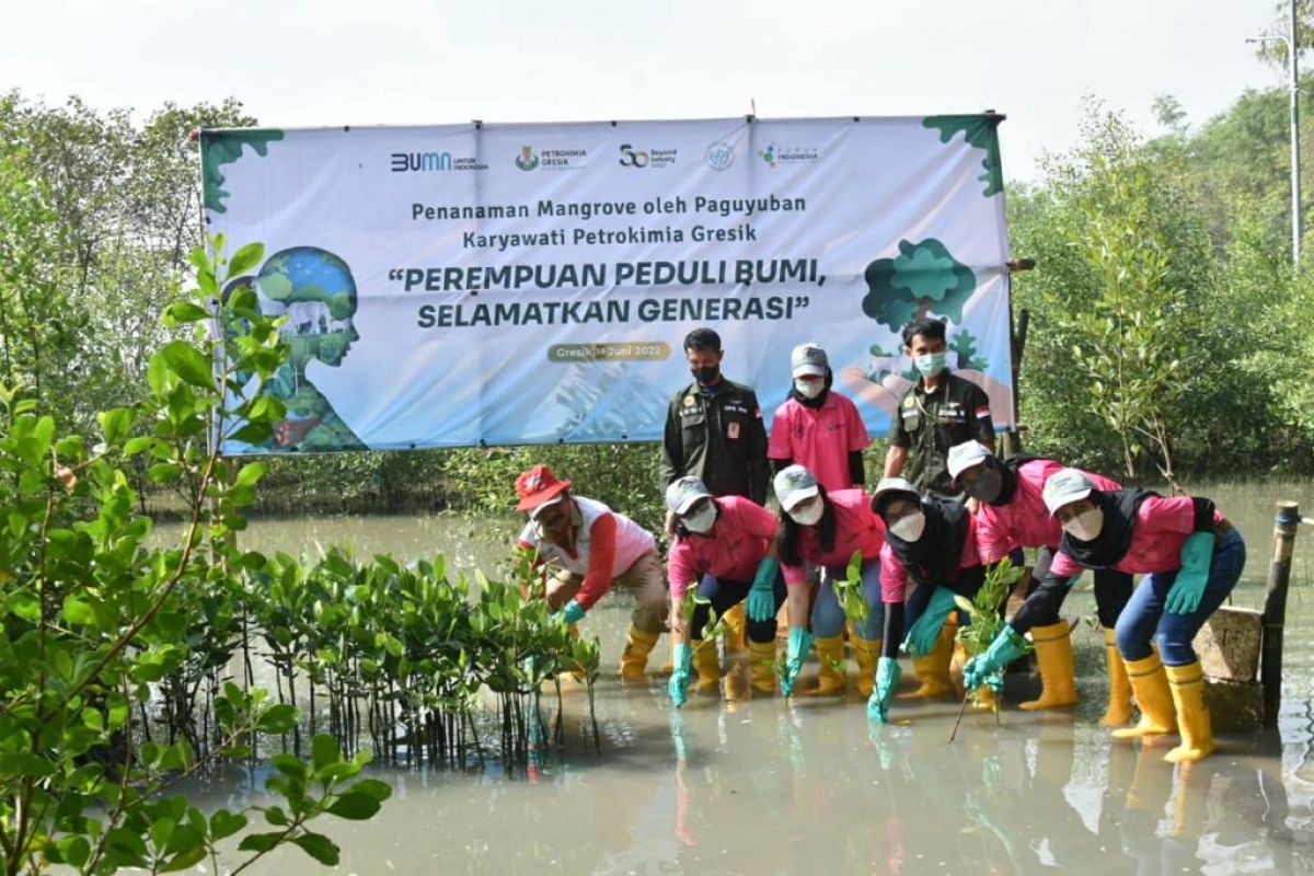 Srikandi Petrokimia Gresik gelar penanaman mangrove di Desa Tanjungwidoro
