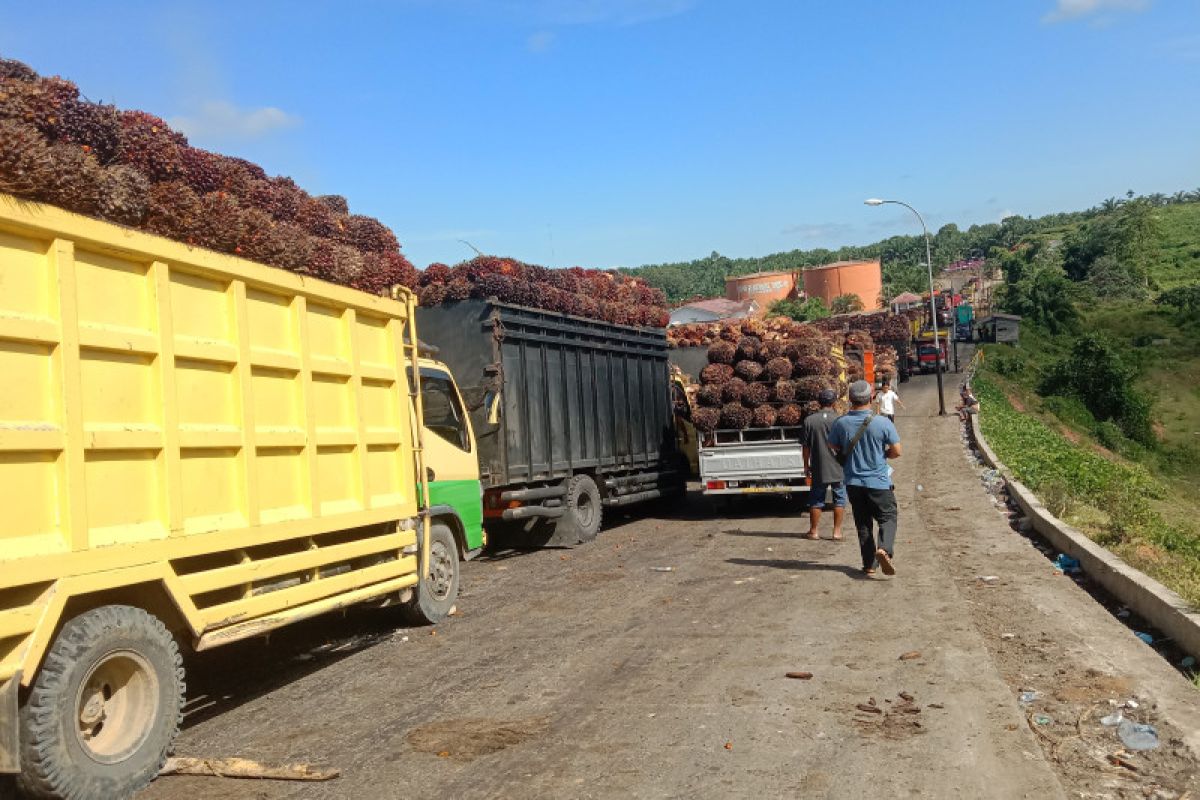 Dua pabrik sawit Bengkulu mulai batasi pembelian