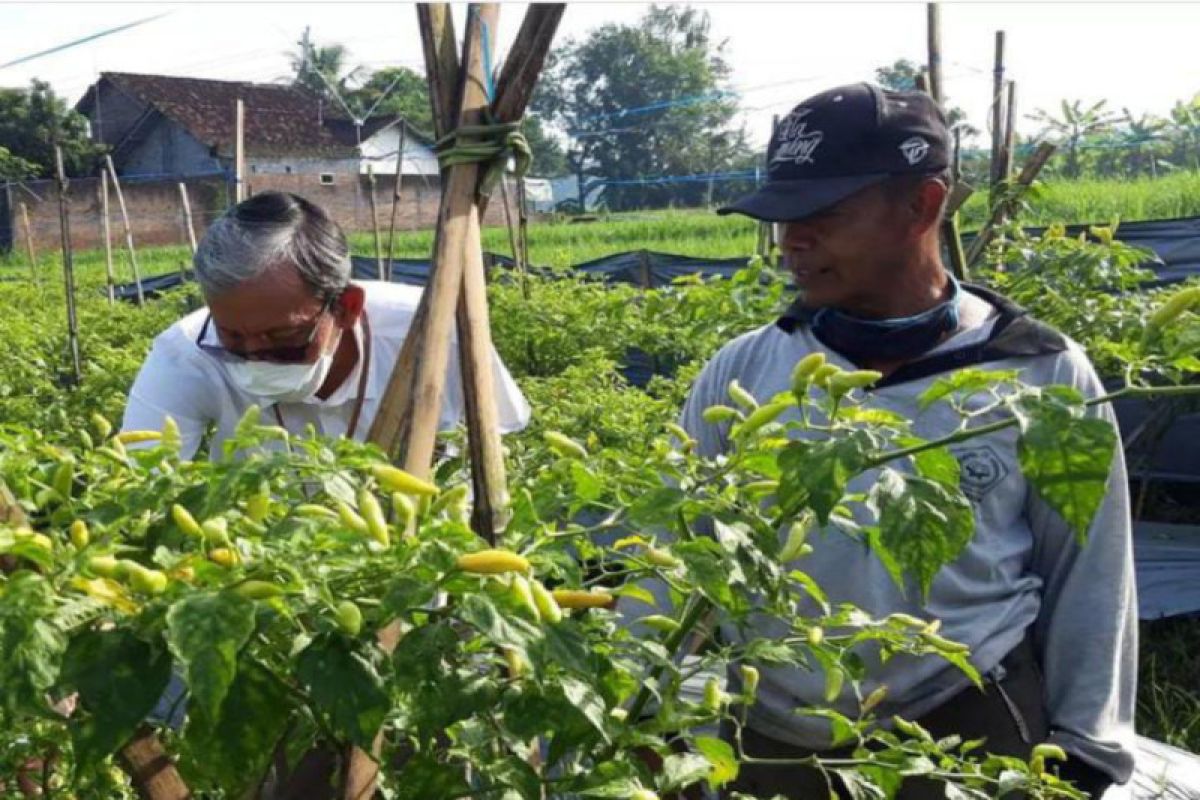 10 hektare tanaman cabai di Sleman diserang hama pathek