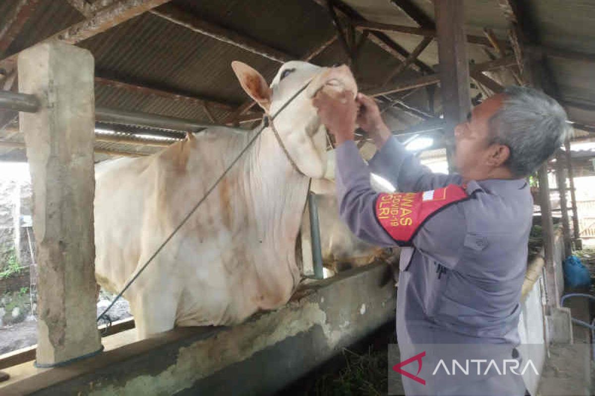 Jangkiti 899 ternak, wabah kuku mulut di Cirebon semakin meluas