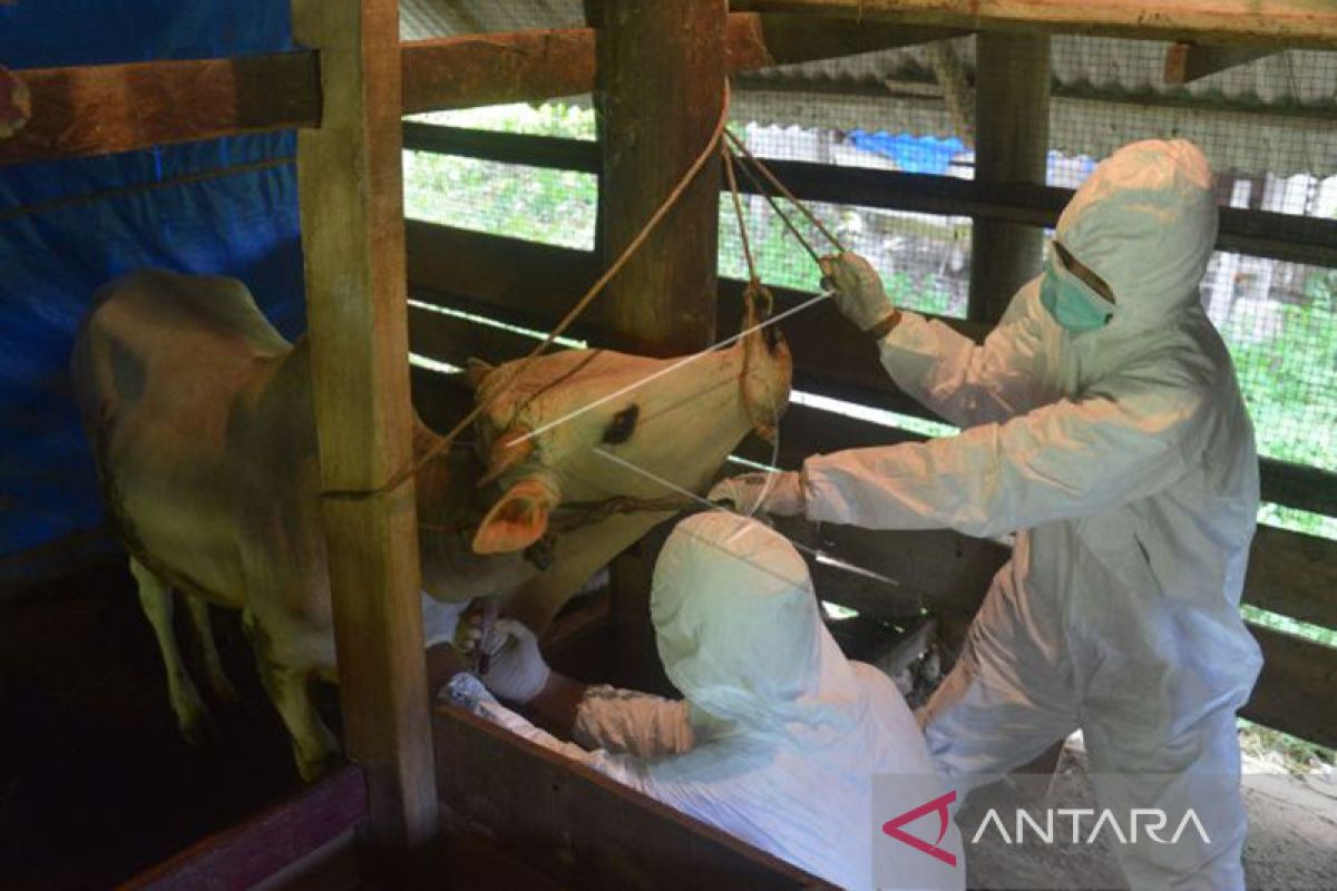Wabah PMK infeksi 15 ekor sapi di Pulau Weh Sabang Aceh