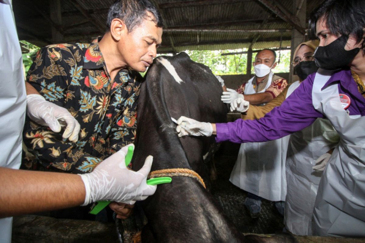 Peternak Sidoarjo jaga asupan nutrisi ternak antisipasi PMK