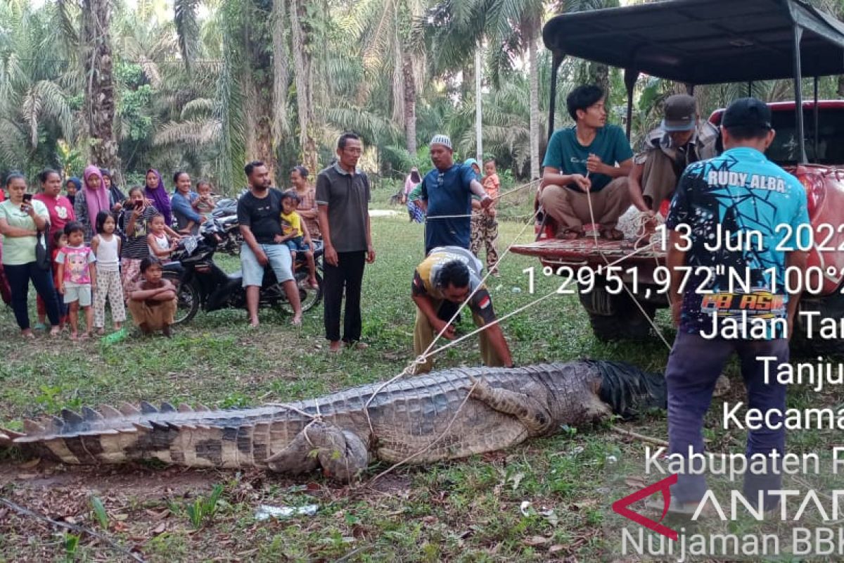 Buaya 4,4 meter ditangkap warga Rokan Hilir