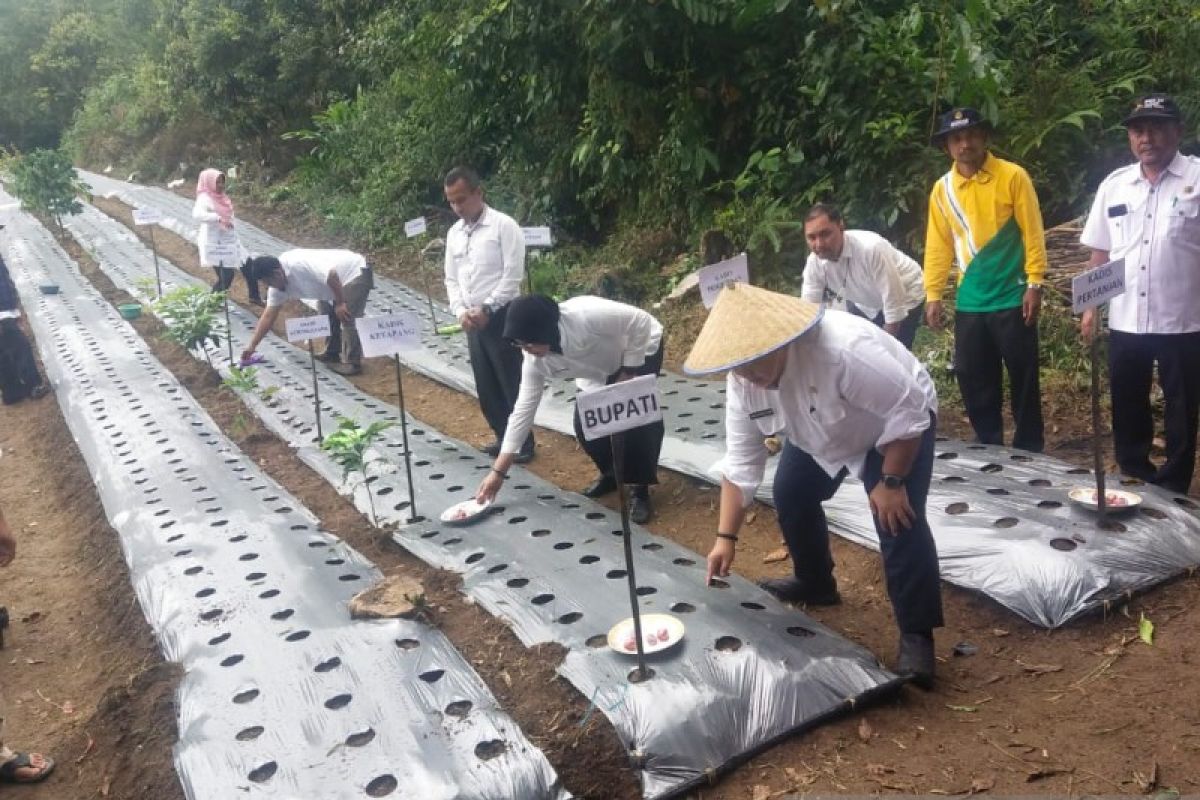 Tapsel kembangkan bawang merah varietas batu ijo