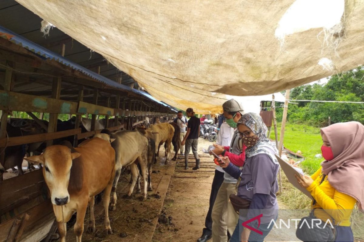 Ditengah wabah PMK, kebutuhan sapi kurban di Meranti meningkat